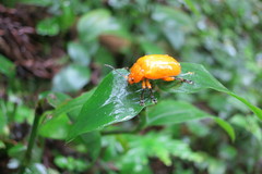 Podontia lutea