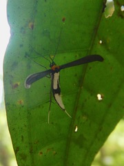 Lepidoptera