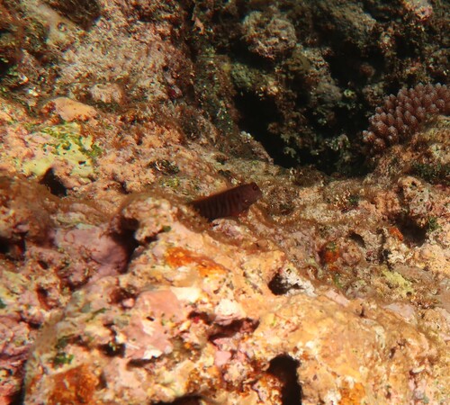 Cirripectes polyzona observed 2025-06-17