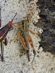 Phoetaliotes nebrascensis