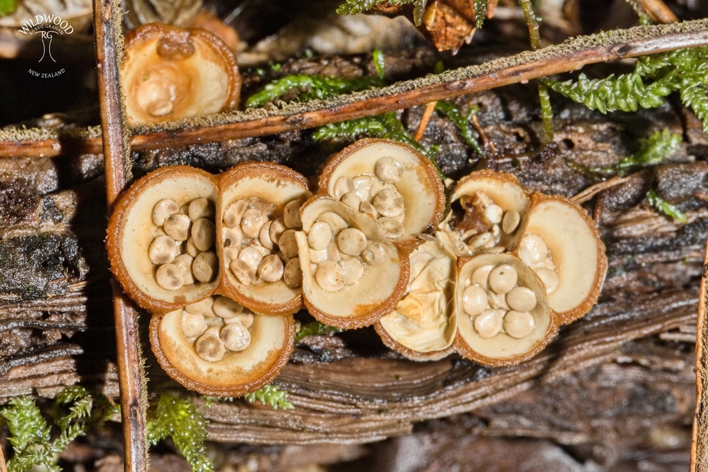 Crucibulum simile · June 2025 · photo: © robbiebgraham (iNaturalist, cc0)