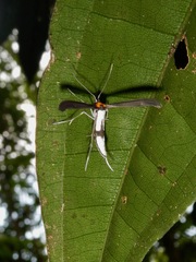 Lepidoptera