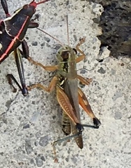 Phoetaliotes nebrascensis