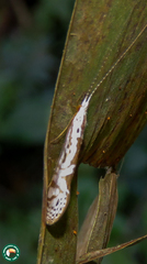 Nectopsyche separata