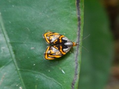 Hemerophila