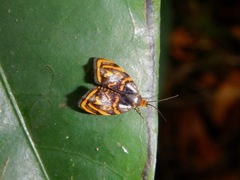 Hemerophila