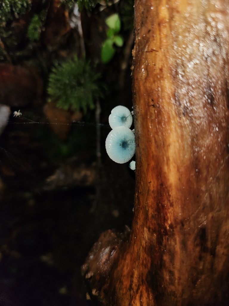 Mycena interrupta · June 2025 · photo: © archie_tarn (iNaturalist, cc-by)