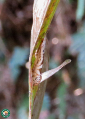 Nectopsyche separata
