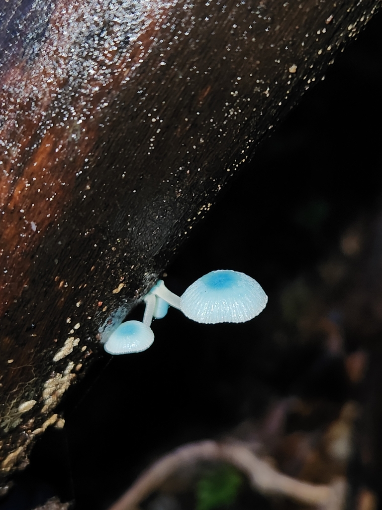 Mycena interrupta · June 2025 · photo: © archie_tarn (iNaturalist, cc-by)