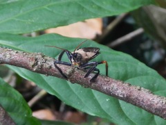Reduviidae