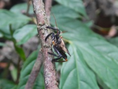 Reduviidae