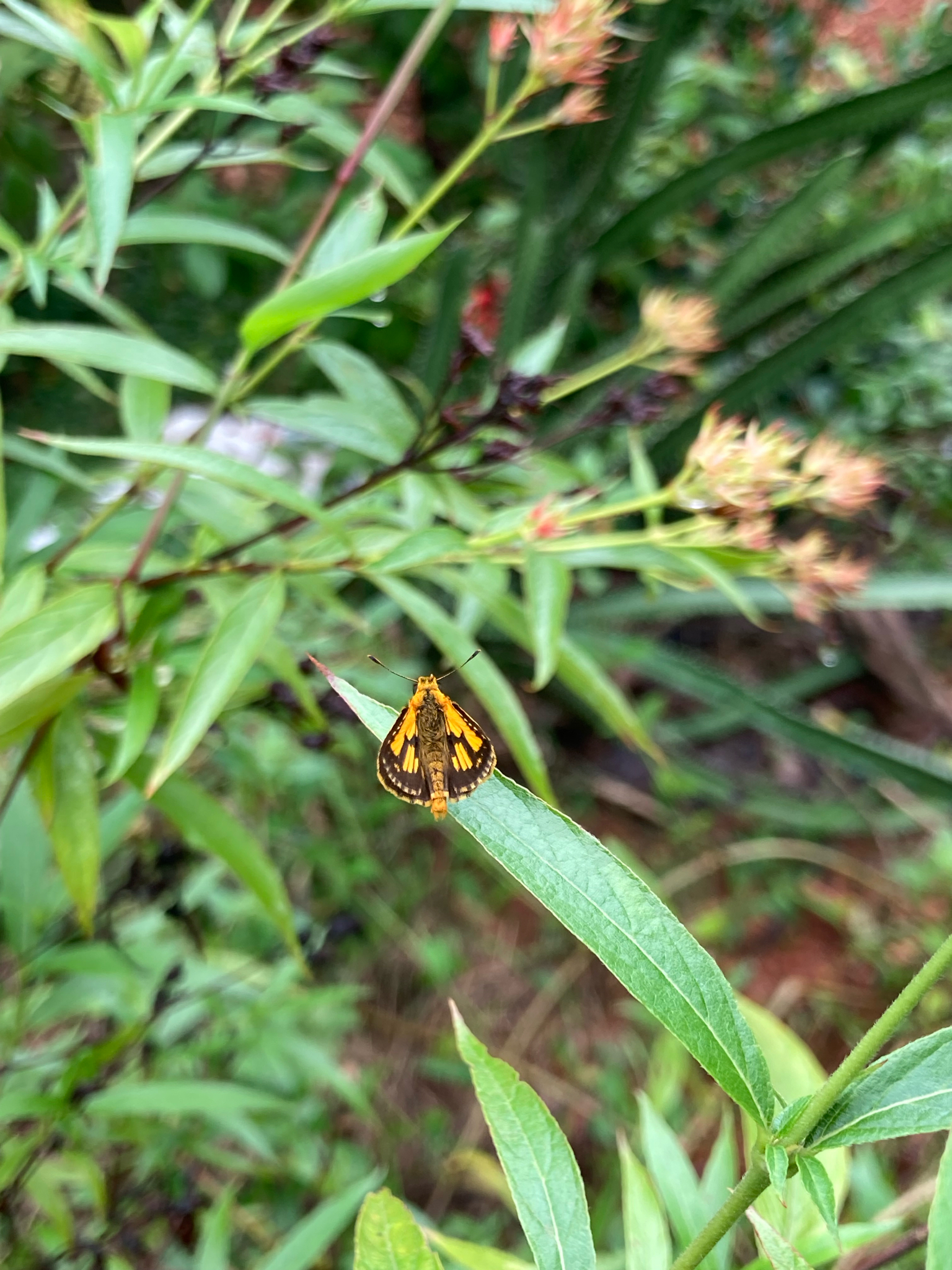 Bush Hopper