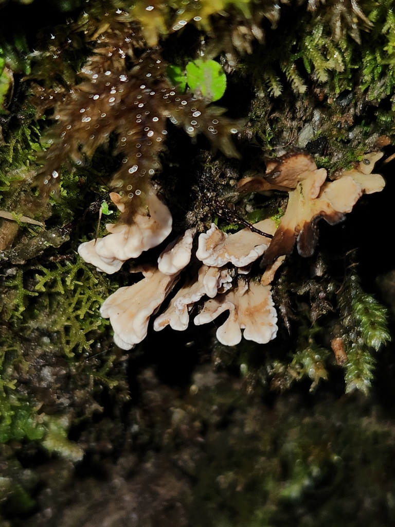 Stereopsis hiscens · June 2025 · photo: © archie_tarn (iNaturalist, cc-by)