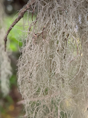 Ramalina thrausta