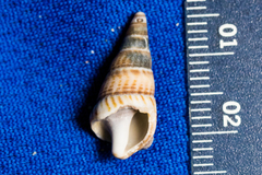 Ophiodermella inermis