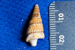 Ophiodermella inermis