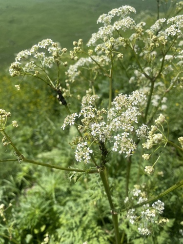 Anthriscus velutinus (Anthriscus velutinus)