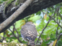 Accipiter soloensis