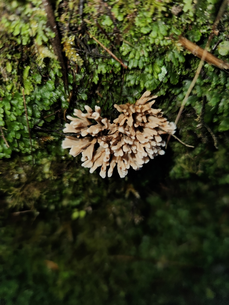 Stereopsis hiscens · June 2025 · photo: © archie_tarn (iNaturalist, cc-by)