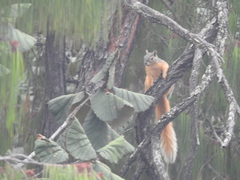 Sciurus nayaritensis