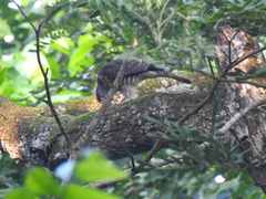 Accipiter soloensis