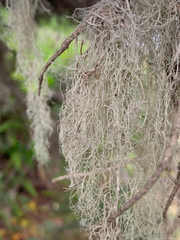 Ramalina thrausta