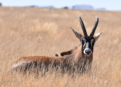 Hippotragus equinus equinus