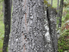 Quercus sideroxyla