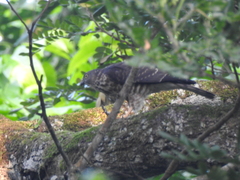 Accipiter soloensis