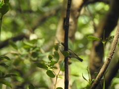 Phapitreron leucotis