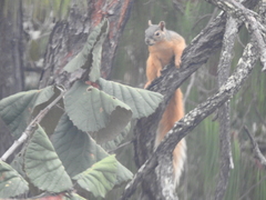 Sciurus nayaritensis