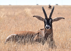 Hippotragus equinus equinus