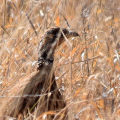 Scleroptila gutturalis