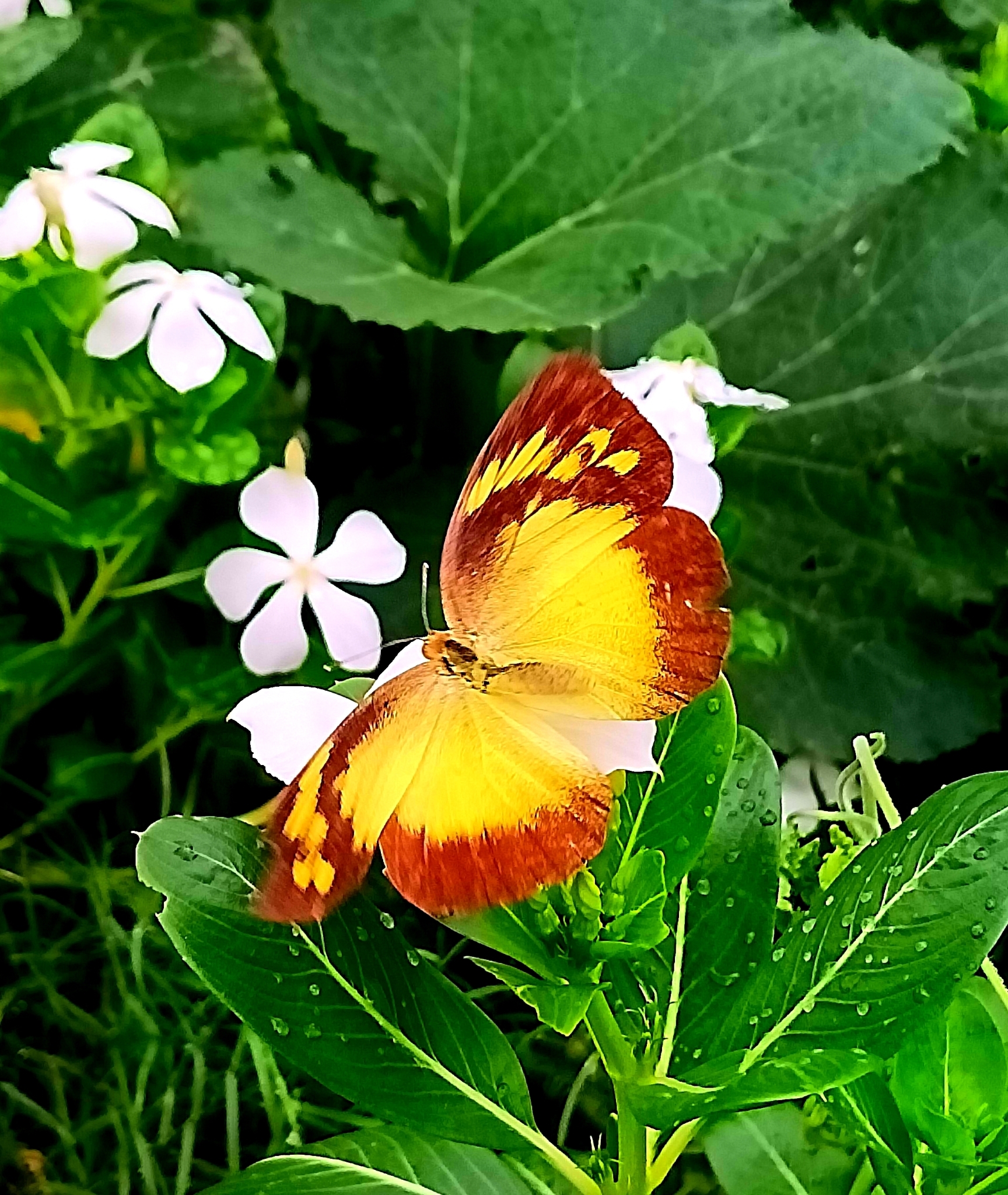 Yellow Orange-Tip