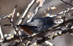 Curruca subcoerulea subcoerulea