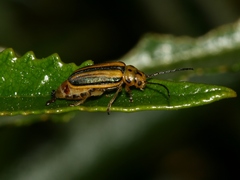 Trirhabda diducta