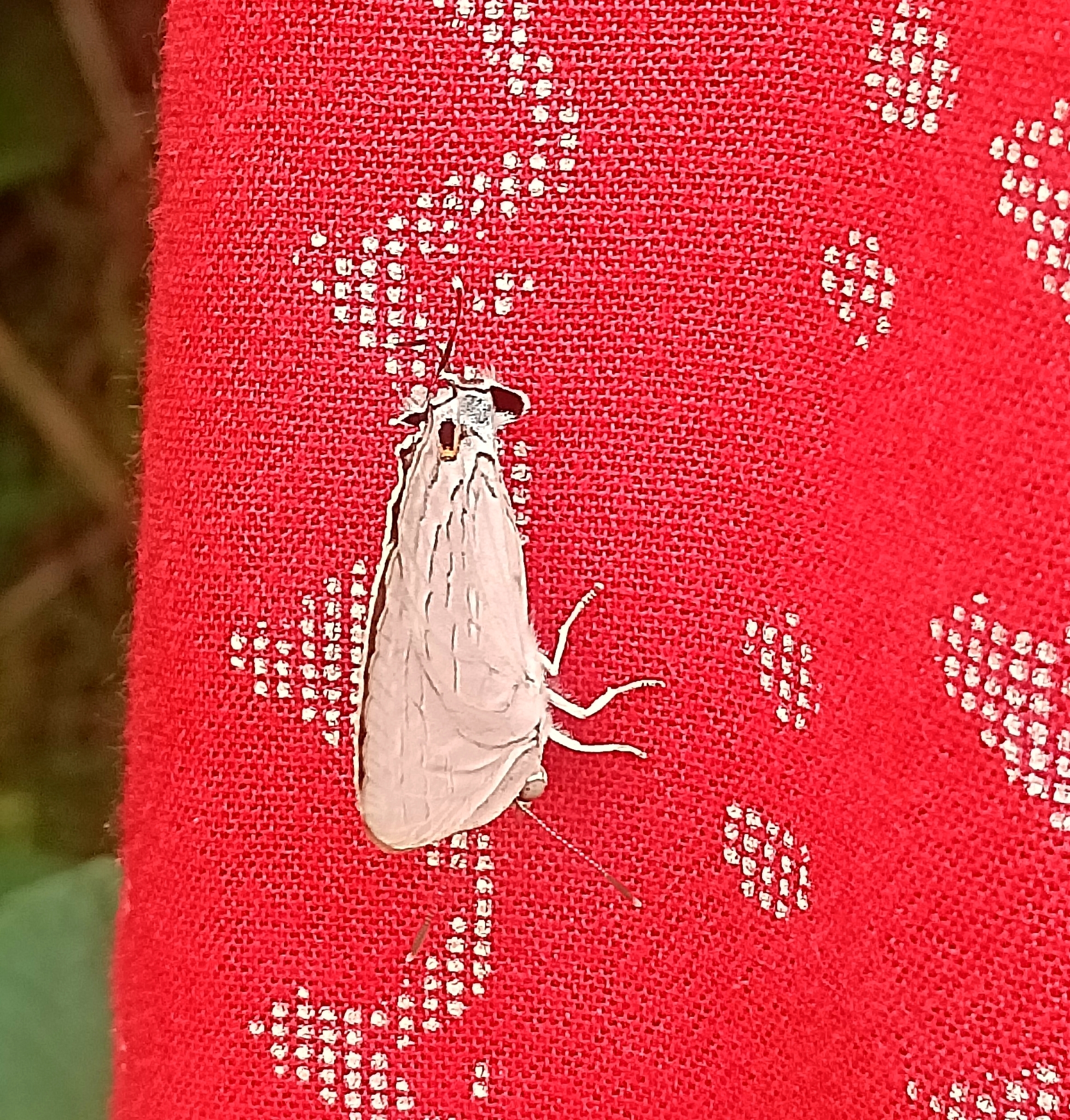 Common Guava Blue