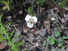 Calochortus ownbeyi