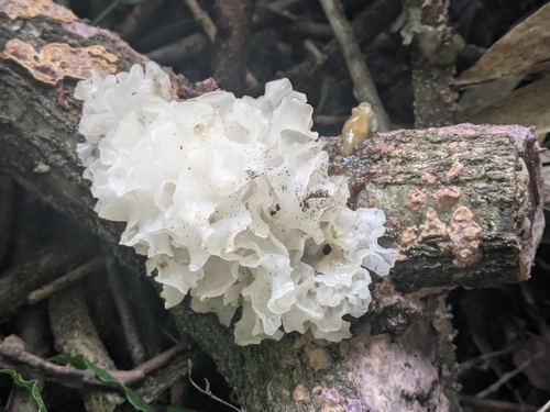 Tremella fuciformis