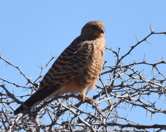 Falco rupicoloides