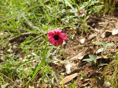Cosmos palmeri