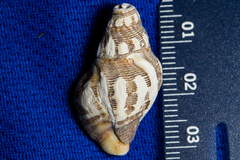 Roperia poulsoni
