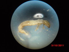 Polycentropus