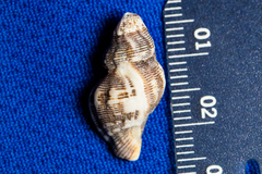 Roperia poulsoni