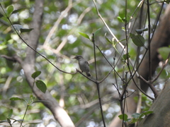 Phapitreron leucotis