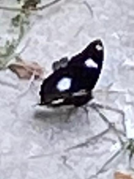 Great Eggfly
