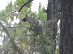 Sciurus nayaritensis