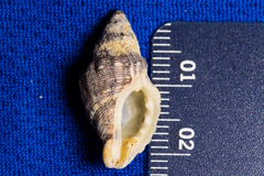 Roperia poulsoni