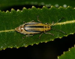 Trirhabda diducta
