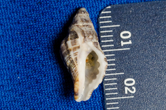 Roperia poulsoni
